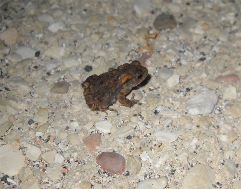 Identificazione rana - rospo Bufo bufo juv.